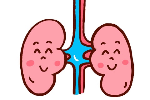 腰痛を引き起こす泌尿器系の病気